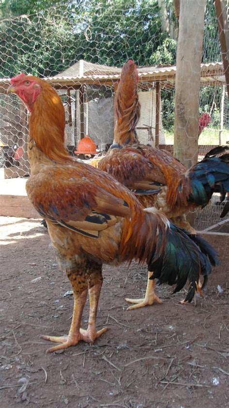 Ovos Galados De Galinha Indio Gigante R Em Mercado Livre