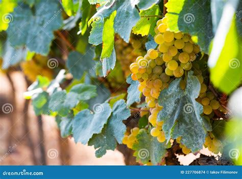 Uvas Brancas Penduradas Em Vinhas Foto De Stock Imagem De Verde