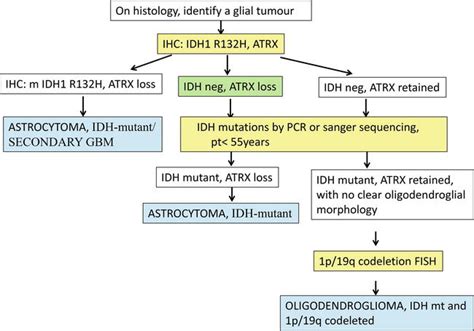 Molecular Classification Of Diffuse Gliomas Intechopen