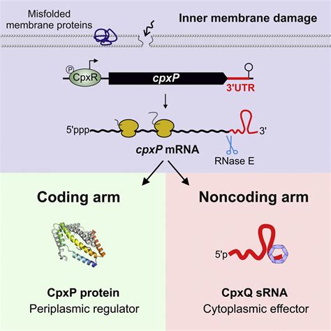 A 3′ Utr Derived Small Rna Provides The Regulatory Noncoding Arm Of The