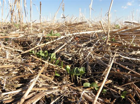 Las Malas Prácticas Agrícolas Están Dañando A Los Estados De La Caricom