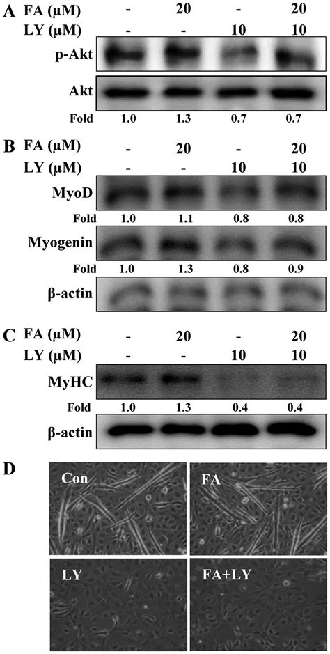 Folic Acid Promotes The Myogenic Differentiation Of C C Murine