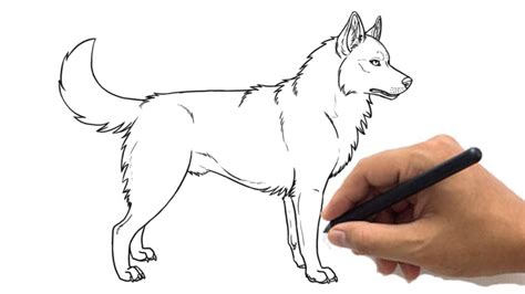 How To Draw A Husky Face Step By Step Use Light Smooth Strokes To Begin