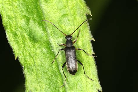 Grammoptera ruficornis Mattschwarzer Blütenbock Grammopte Flickr