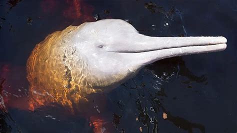 The Amazon Pink River Dolphin Blog Machu Travel Peru