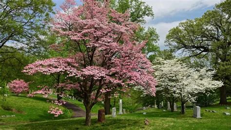 Dogwood Tree - Forestry.com