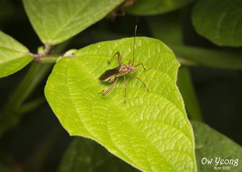 Bean Bug Riptortus Is A Genus Of Broad Headed Bugs In The Flickr