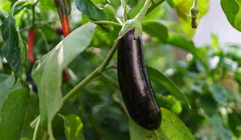 Farmers Will Become Rich From The Cultivation Of Brinjal Know Its