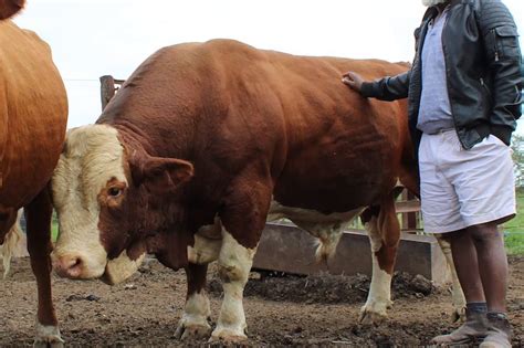 Un fermier fait installer une caméra pour comprendre pourquoi un