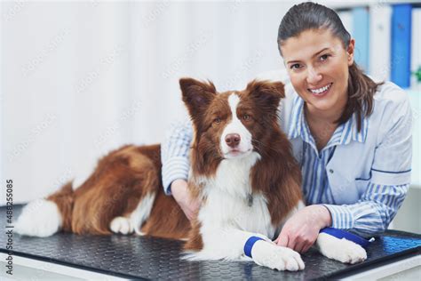 Brown Border Collie dog during visit in vet Stock Photo | Adobe Stock