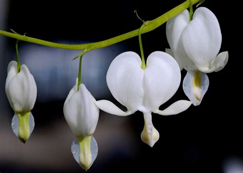 The Bleeding Heart Plant: An Essential Growing Guide - Garden and Happy