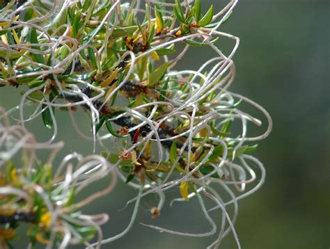 Curl leaf mountain-mahogany - Oregon Natural Desert Association