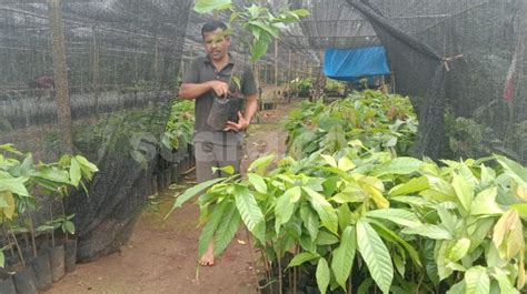 Terpuruk Sejak Petani Kakao Di Lampung Timur Mulai Menyemai Harapan