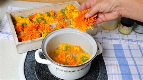 10 Heilpflanzen im Garten Mini Apotheke für kleine Wehwehchen