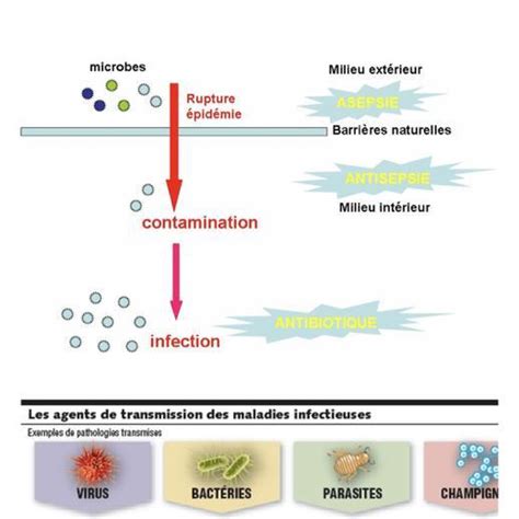 R Aliser Un Shema Bilan R Sumant Les M Canismes De Transmission