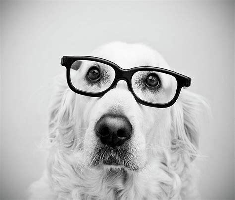 nerd dog  thomas hole