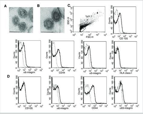 Characterization Of MVs Representative Micrographs Of Transmission