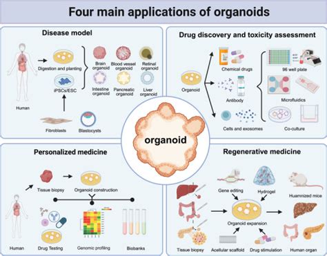 Organoids Development And Applications In Disease Models Drug