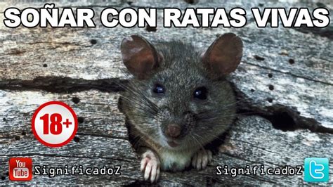 Descubre El Significado De So Ar Con Ratas Vivas Un An Lisis Profundo