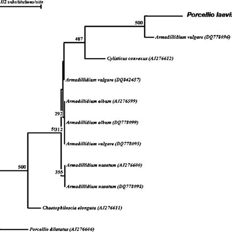 Phylogenetic Tree Of Wolbachia Microsymbionts Based On Wsp Wolbachia