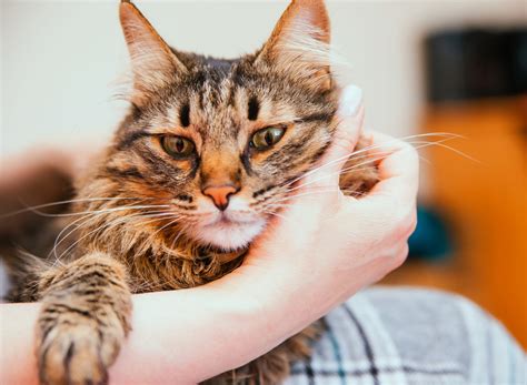 Leucemia Felina La Enfermedad De Los Gatos Amistosos