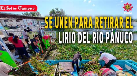 Invasión de lirio acuático en el río Pánuco voluntarios se unen para