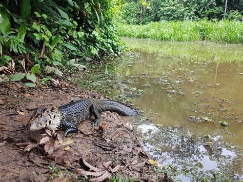 Madidi Jungle Ecolodge 3 Or 4 Days South America Planet