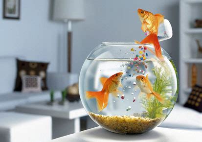 Alternative Fish Food for your Aquarium - Bunnycart Blog