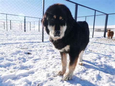 Meet Blondie Mongolian Bankhar Dog Project