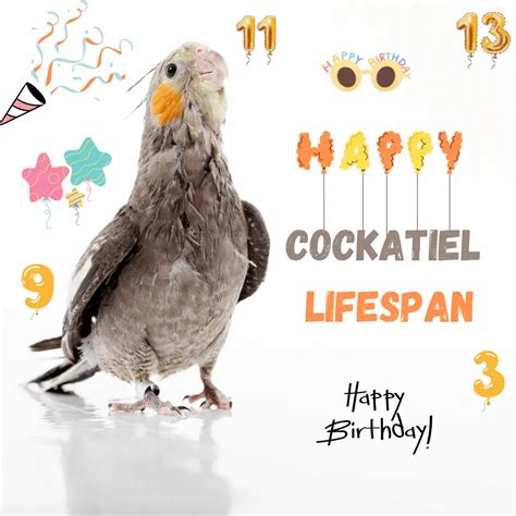 Cockatiel lifespan - How to tell the age of a cockatiel