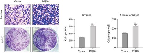 Jmjd4 Promoted Cell Proliferation Colony Formation And Invasion In