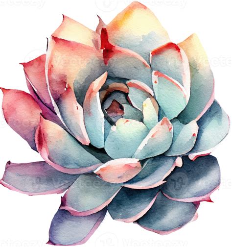 Succulent Watercolor Illustration 21183283 Png