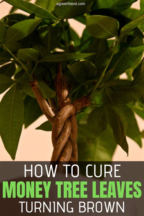 How To Cure Money Tree Leaves Turning Brown Agreenhand