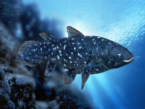 Coelacanth - Alchetron, The Free Social Encyclopedia