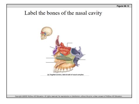 Skull diagram (19)- nasal cavity- Anatomy Exam 2 Diagram | Quizlet