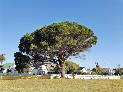 giant african tree   park cape town south africa  stock