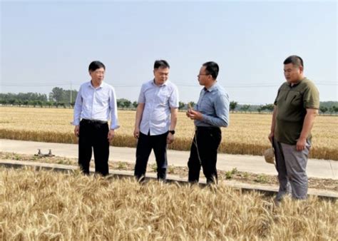 宿迁市粮食和物资储备局组织开展小麦产质量实地调查 宿迁市发展和改革委员会