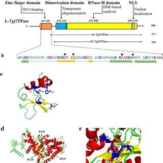 Proposed Model For Tgf2 Transposition The Cut And Paste Process