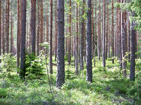 Planteproduksjon, Skog | Sveriges lager kampanje som forklarer hvordan