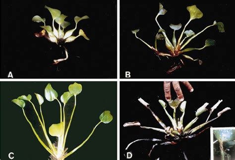 Water Hyacinth Were Classified As One Of Four Plant Types A Short