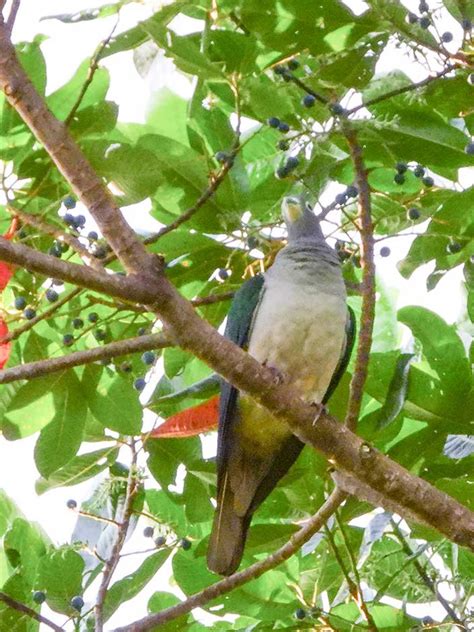 Halmahera Birds | Explore Iso Indonesia