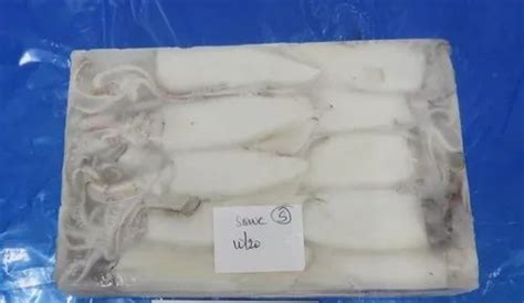 Raw Frozen Squid Whole Cleaned Block At Best Price In Chennai