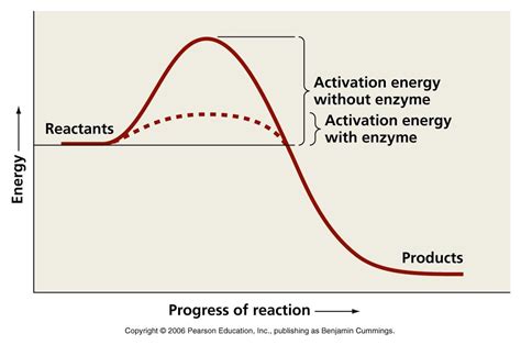 Energy And Enzymes Diagram Quizlet