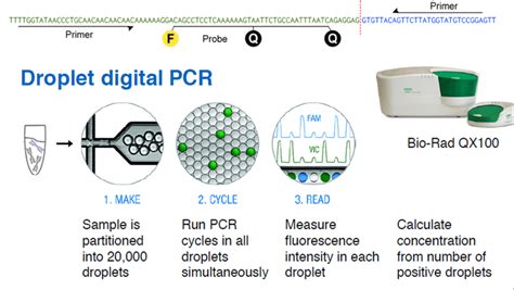 Droplet Digital PCR To Measure Tumor Load Labcritics