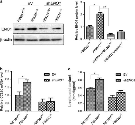 Fbxw7 Inhibits Eno1 Induced Ccl20 Gene Expression And Lactate Download Scientific Diagram