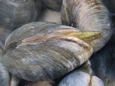 16 Kabibe - Clam ideas | clams, filter feeder, greenland shark