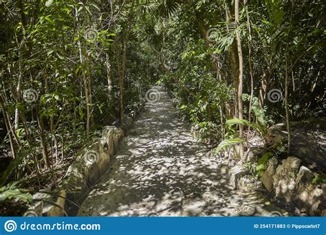 Get to the Cenote Azul stock image. Image of light, fresh - 254171883