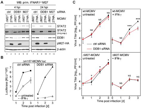 Sirna Mediated Knock Down Of Ddb1 Restores Stat2 Amount And Phenocopies