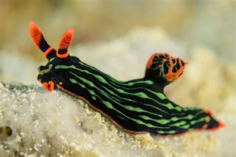 Nembrotha Kubaryana The Three P Underwater Macro Photography