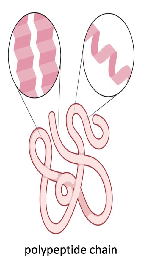 Protein Structure